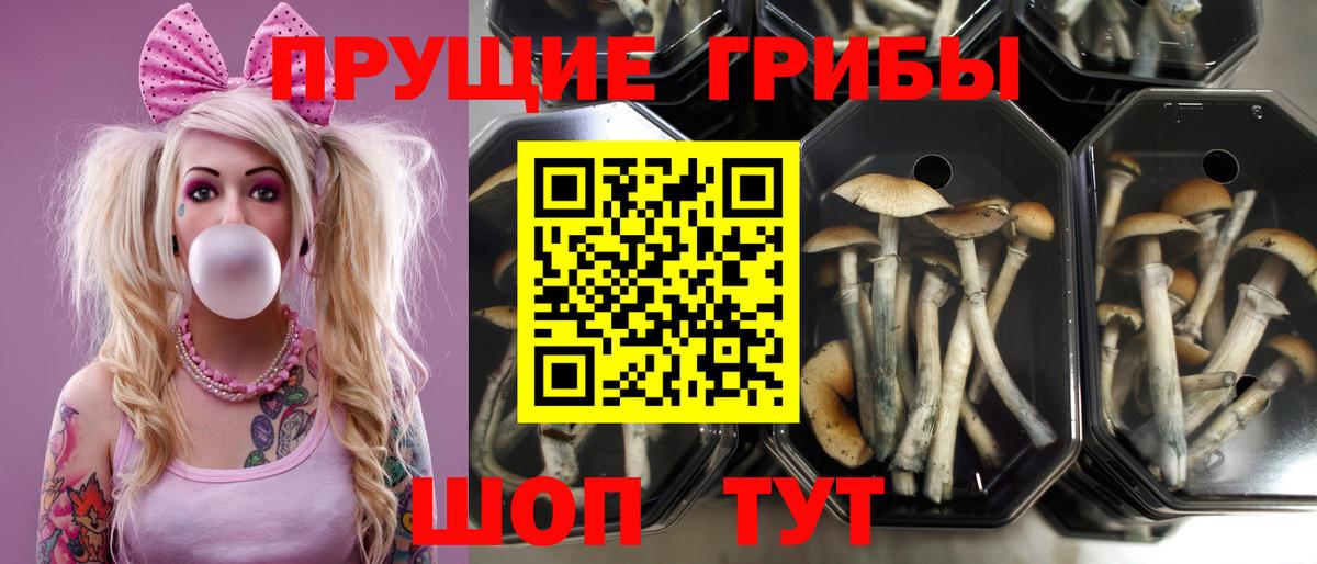 Псилоцибиновые грибы прущие грибы  Вход с VPN  Коммунар 